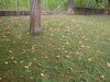 ginko 04.jpg