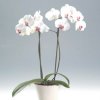 Orchidea Phalaenopsis.jpg