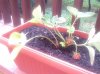 IMG_20130810_164744.jpg