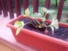 IMG_20130810_164749.jpg