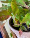 IMG_7919.jpeg