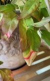 IMG_7921.jpeg