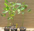 2023-8 ERYTHRINA C.G..JPG