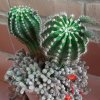 Echinopsis-Maggio.jpg