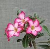 2023-7 ADENIUM A FIORI 1.jpg