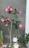 2023-7 ADENIUM A-B-C- FIORI.jpg