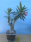 2023-8 ADENIUM C.JPG