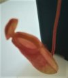 Nepenthes ventricosa x dubia  7.jpg