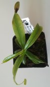 Nepenthes ventricosa 'Madja-as' 3.jpg