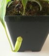 Nepenthes ventricosa 'Madja-as' 4.jpg
