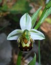 ophrys apifera aurita.JPG