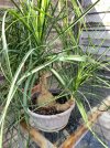 IMG_2552.jpeg
