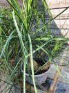 IMG_2553.jpeg