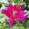 Dalia-purple-gem-1.jpg