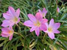 zephyranthes rosea.JPG