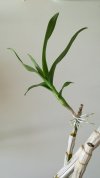D. phalaenopsis ibrido keiki.jpg