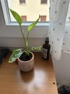 IMG_4852.jpeg