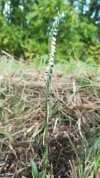 Spiranthes spiralis  2.jpg