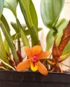 Maxillaria tenuibulbon.jpg