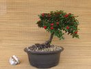 2023-9 COTONEASTER HOR. D 1.JPG