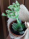 Crassula.jpg