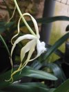 brassavola cucullata 2.JPG