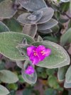 Tradescantia sillamontana.jpg