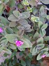 Tradescantia sillamontana 1.jpg