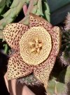 Stapelia Variegata1.jpg