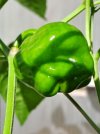 Habanero 1.jpg