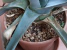 Agave-1.jpg