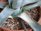 Agave-2.jpg