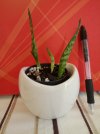 talee sansevieria ridotta.jpg