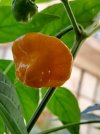 Habanero1.jpg