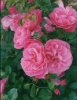 rosa76.jpg
