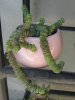 Crassula rupestris-july 2013_resize.jpg