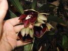 ctsm orchid glade jack diamond 3.JPG