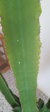 Foto Euphorbia.jpg