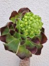 aeonium arboreum 1.jpg