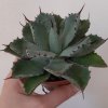 Agave.jpg