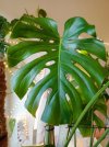 monstera del. foglia ridotta.jpg