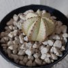 Euphorbia1.jpg