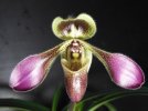 paphiopedilum hirsutissimum var esquirolei.JPG