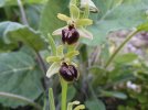 ophrys spegodes.JPG
