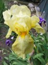 Iris-giallo.jpg