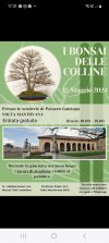 bonsai delle colline.jpg