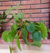 Pilea Peperomioides.jpeg