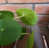 Pilea Peperomioides2.jpeg