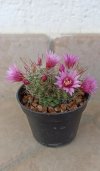 Mammilaria figlia.jpg