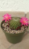 Rebutia.jpg